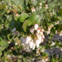 Arctostaphylos osoensis