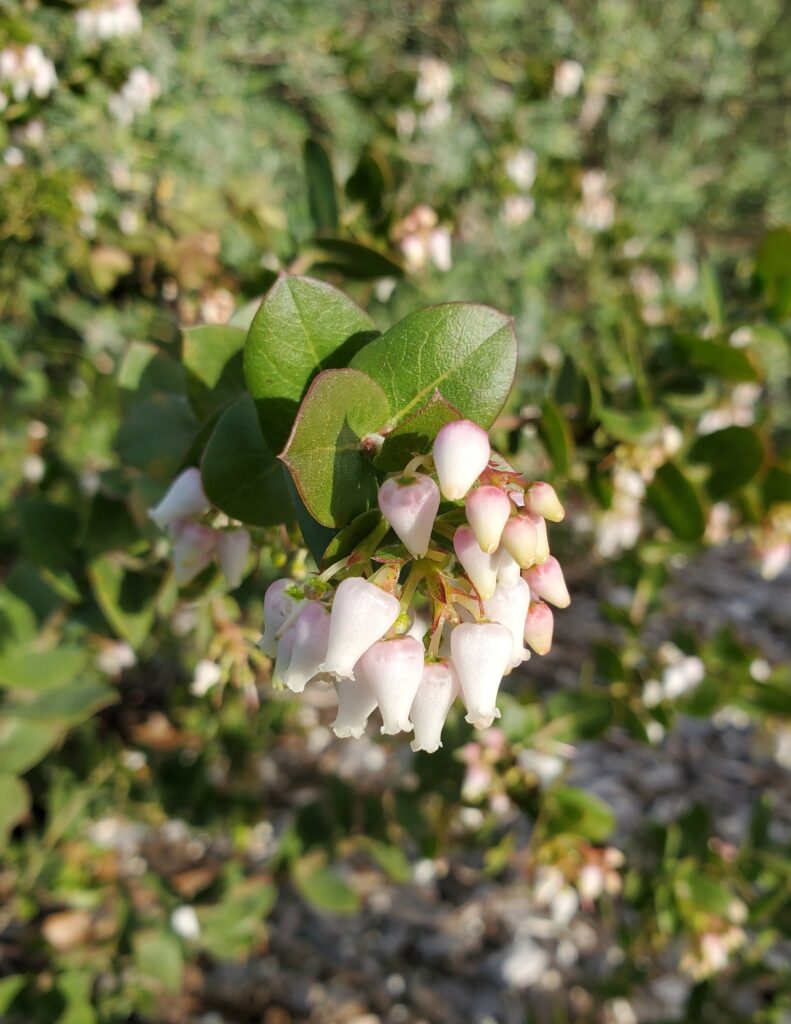 Arctostaphylos osoensis - Oso manzanita