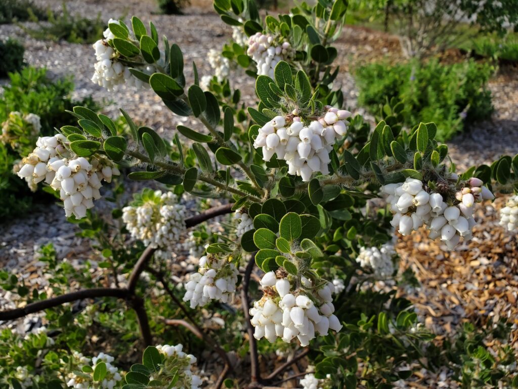 Arctostaphylos viridissima 'White Cloud' - white haired manzanita