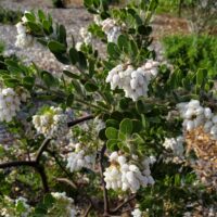 Arctostaphylos viridissima ‘White Cloud’