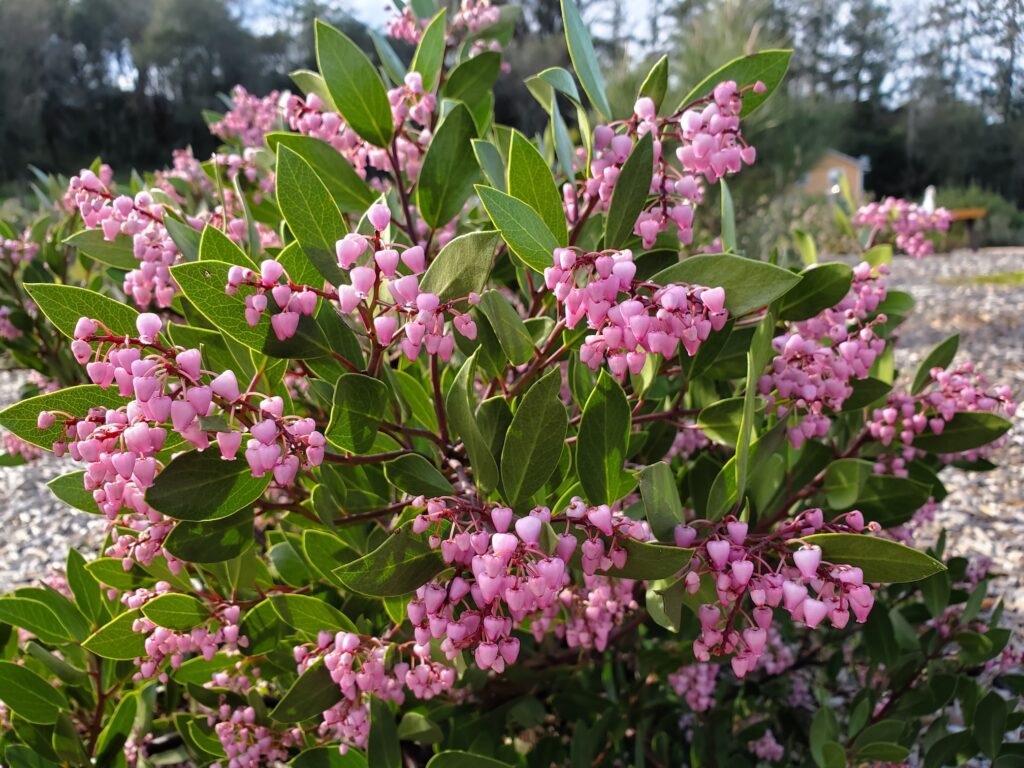 Arctostaphylos stanfordiana 'Sonoma' - Stanford manzanita