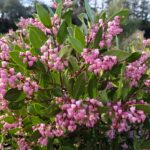 Arctostaphylos stanfordiana 'Sonoma' - Stanford manzanita