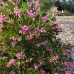 Arctostaphylos stanfordiana 'Sonoma' - Stanford manzanita
