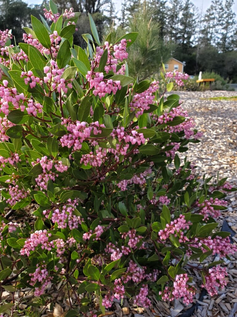 Arctostaphylos stanfordiana 'Sonoma' - Stanford manzanita