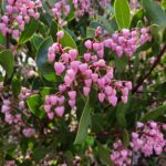 Arctostaphylos stanfordiana 'Sonoma' - Stanford manzanita
