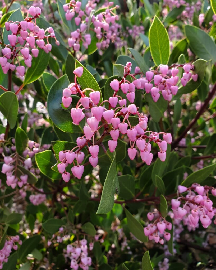 Arctostaphylos stanfordiana 'Sonoma' - Stanford manzanita