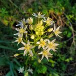 Toxicoscordion fremontii - Fremont's star lily