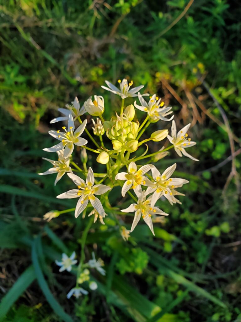Toxicoscordion fremontii - Fremont's star lily