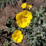 Dendromecon rigida - bush poppy