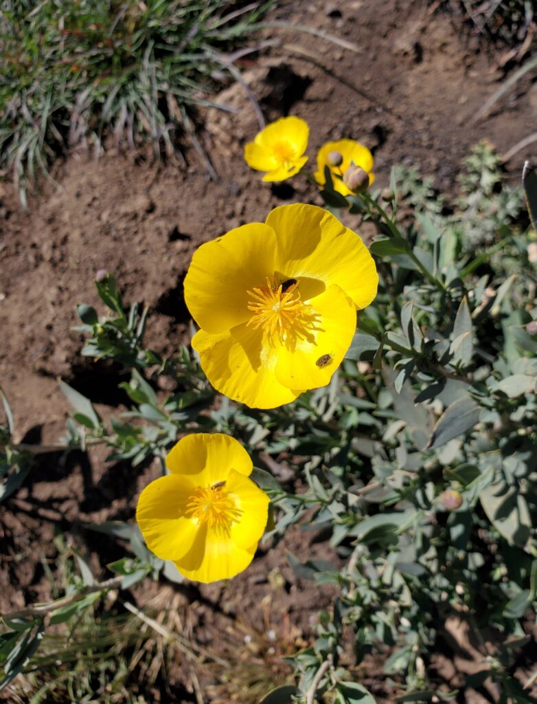 Dendromecon rigida - bush poppy