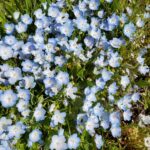 Nemophila menziesii - baby blue eyes