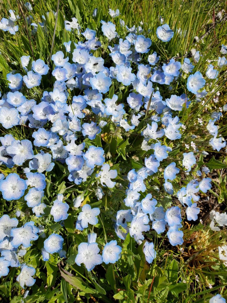 Nemophila menziesii - baby blue eyes