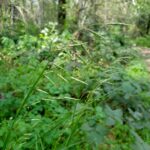Melica geyeri - Geyer's oniongrass