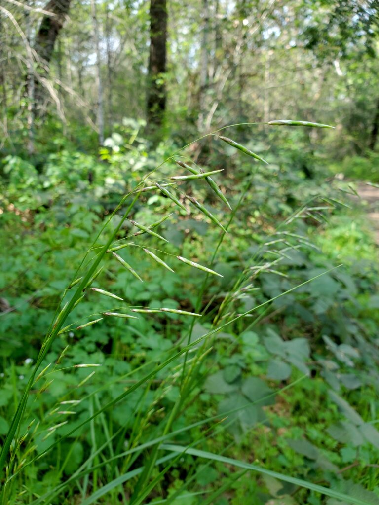 Melica geyeri - Geyer's oniongrass
