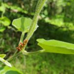 Aristolochia californica - Dutchman's pipe vine