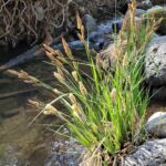 Carex nudata - torrent sedge