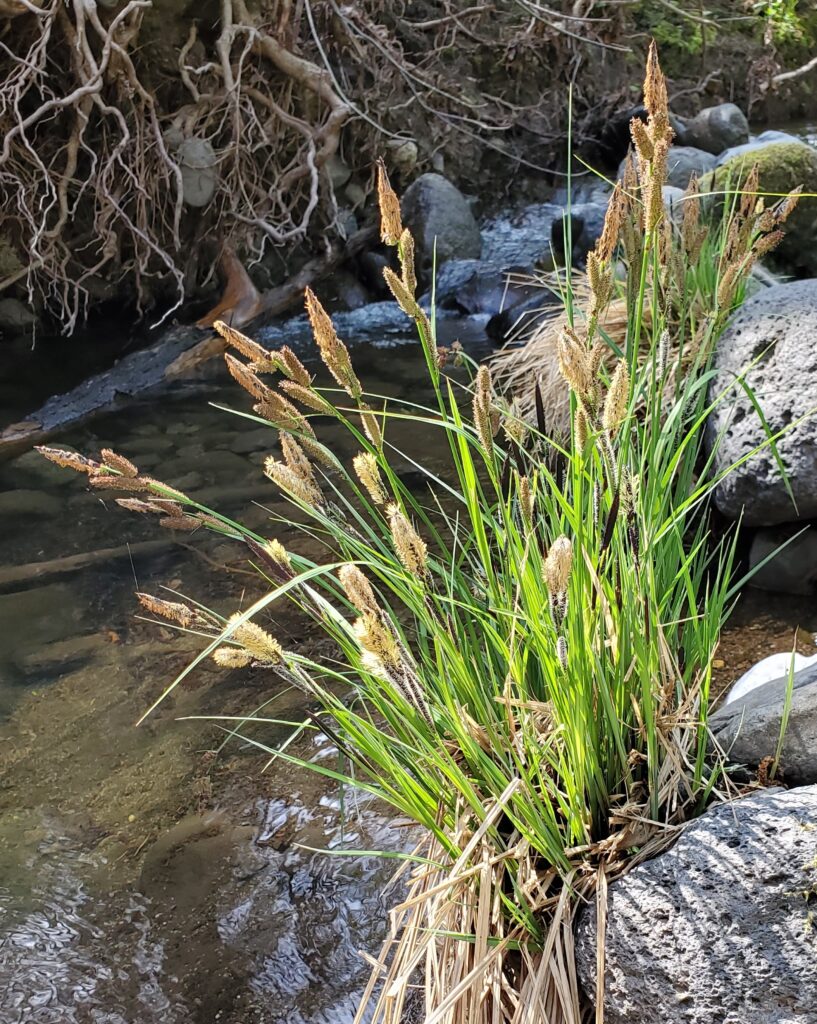 Carex nudata - torrent sedge
