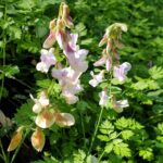 Lathyrus vestitus - hillside pea, Pacific pea