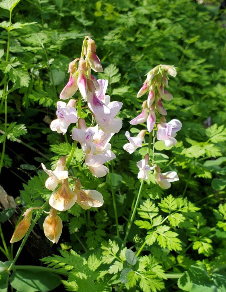 Lathyrus vestitus - hillside pea, Pacific pea