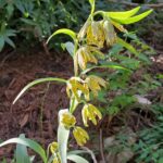 Fritillaria affinis - checker lily