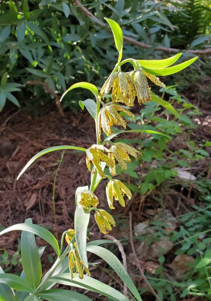 Fritillaria affinis - checker lily