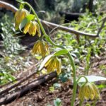 Fritillaria affinis - checker lily