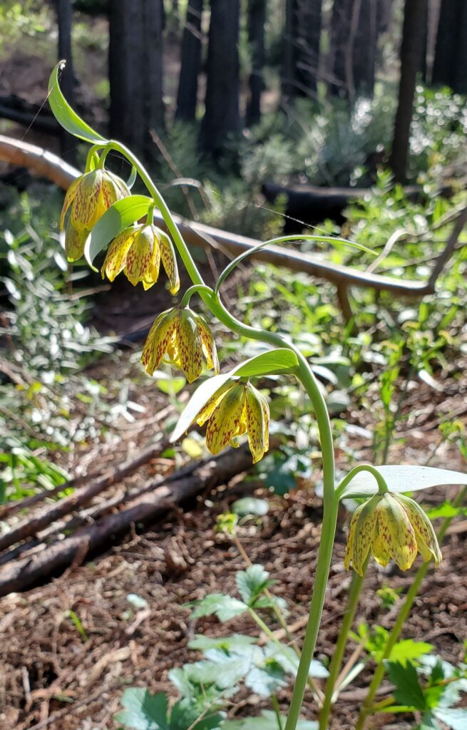 Fritillaria affinis - checker lily