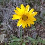 Helianthella californica - California helianthella