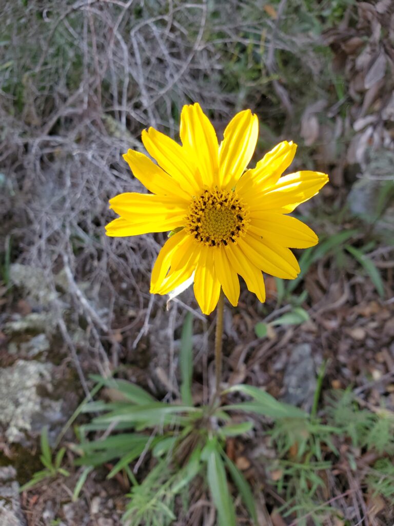 Helianthella californica - California helianthella