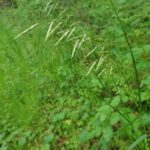 Melica geyeri - Geyer's oniongrass
