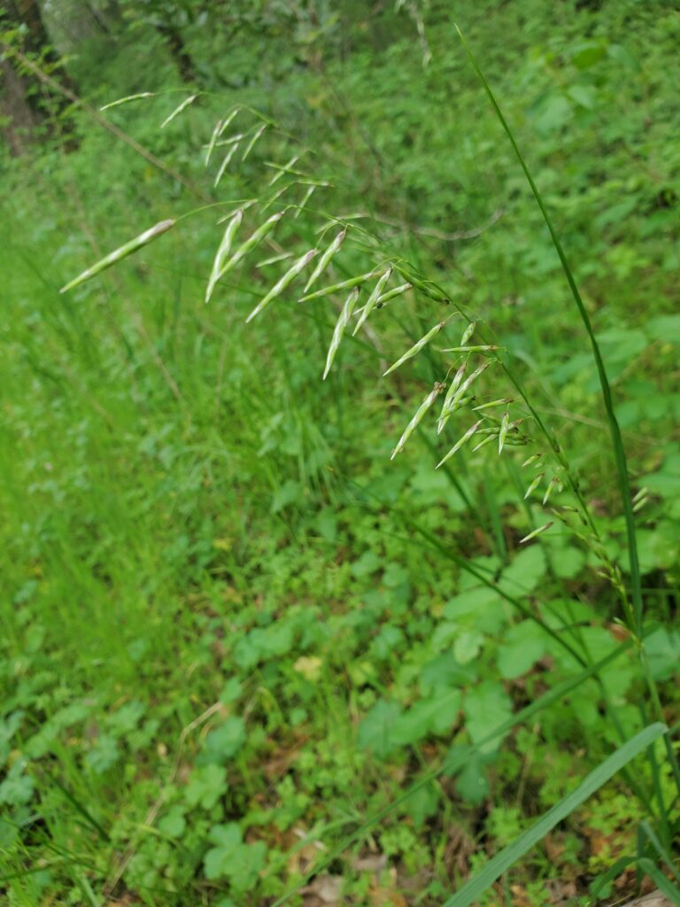 Melica geyeri - Geyer's oniongrass