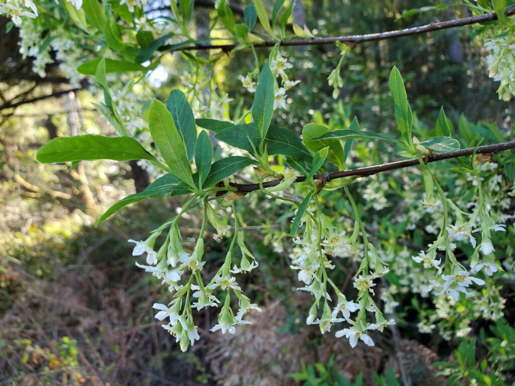 Oemleria cerasiformis - oso berry