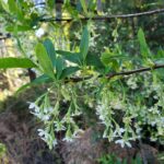Oemleria cerasiformis - oso berry