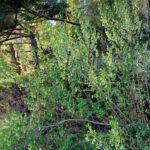 Oemleria cerasiformis - oso berry