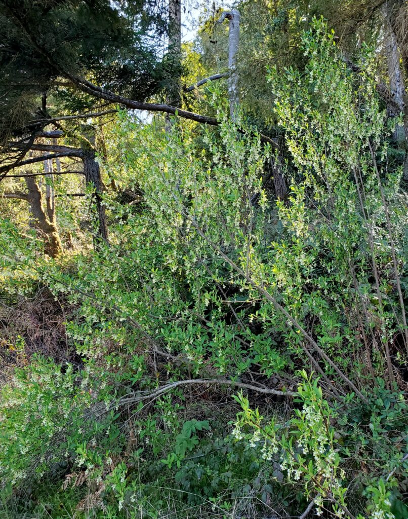 Oemleria cerasiformis - oso berry