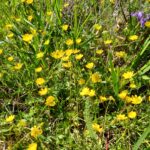 Ranunculus californicus - California buttercup