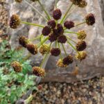 Lomatium dissectum - fernleaf biscuitroot