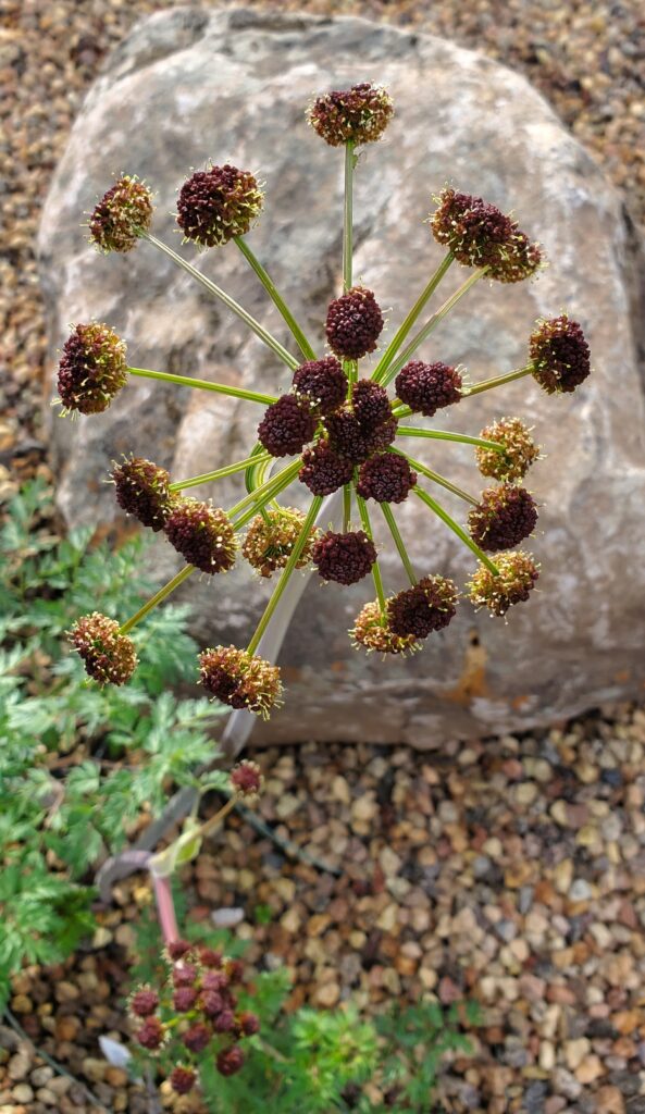 Lomatium dissectum - fernleaf biscuitroot