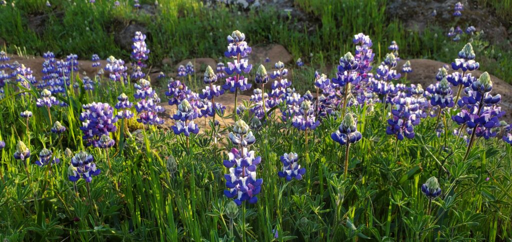 Lupinus nanus - sky lupine