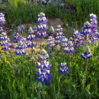 Lupinus nanus - sky lupine