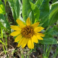 Wyethia glabra