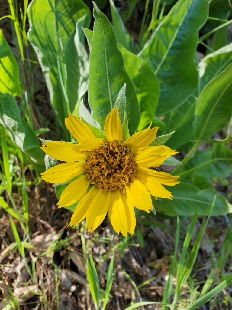 Wyethia glabra - smooth mule ears