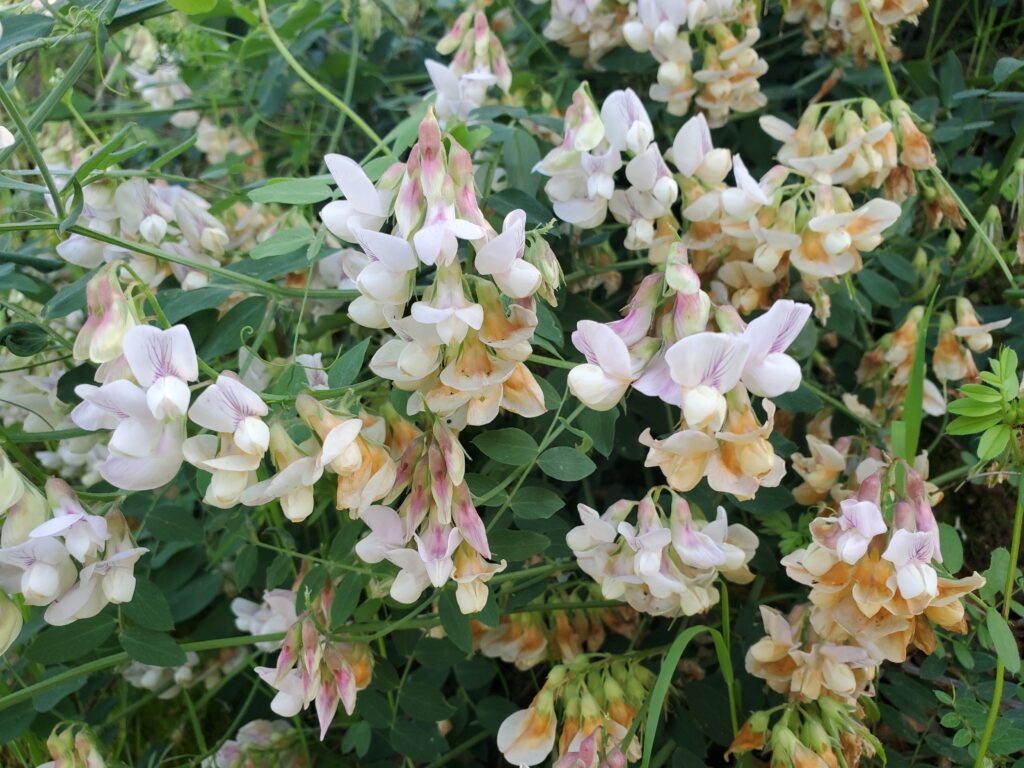 Lathyrus vestitus - hillside pea, Pacific pea