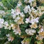 Lathyrus vestitus - hillside pea, Pacific pea