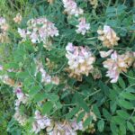 Lathyrus vestitus - hillside pea, Pacific pea