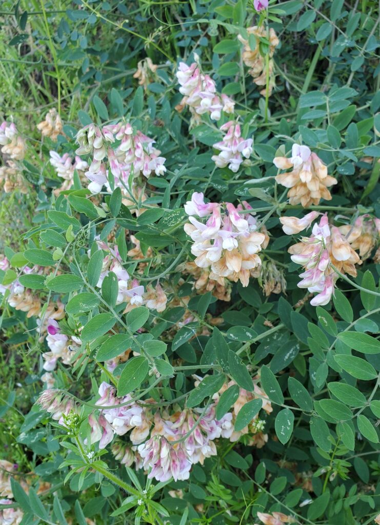 Lathyrus vestitus - hillside pea, Pacific pea