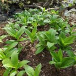 Veratrum fimbriatum - fringed cornlily