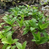 Veratrum fimbriatum