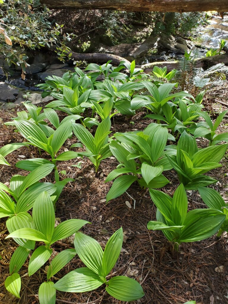 Veratrum fimbriatum - fringed cornlily