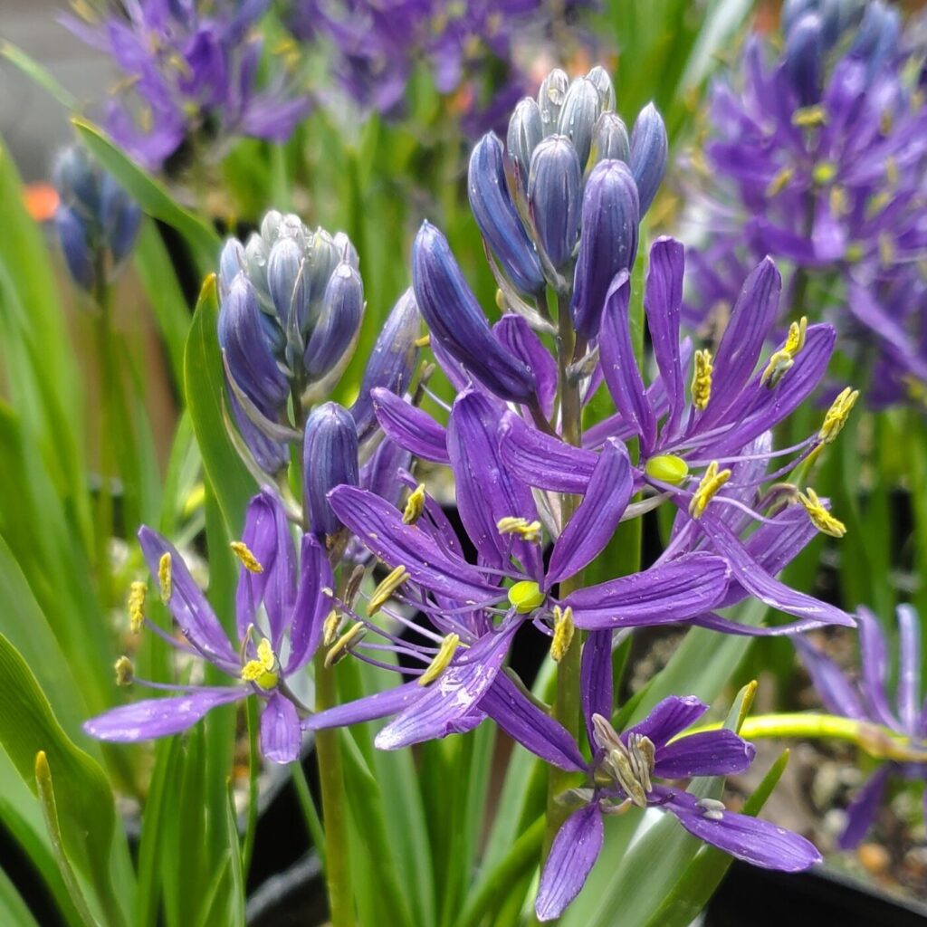 Camassia quamash - common camas